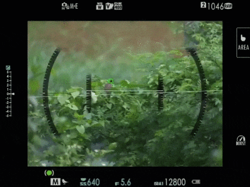 1亿像素生态摄影的魅力 富士GFX100 II相机+GF500mmF5.6镜头拍鸟体验