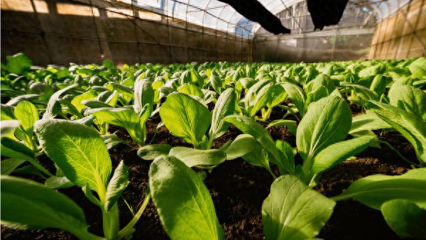 最新研究：褪黑素注射可延长新鲜农产品的保质期