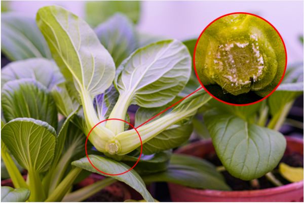 最新研究：褪黑素注射可延长新鲜农产品的保质期