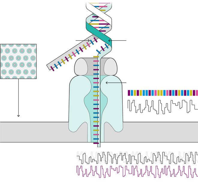 英国科学家开发出新基因检测方法，可在 2 小时内诊断脑肿瘤