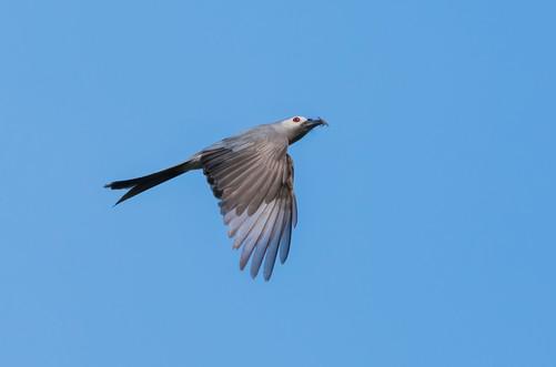 1亿像素生态摄影的魅力 富士GFX100 II相机+GF500mmF5.6镜头拍鸟体验