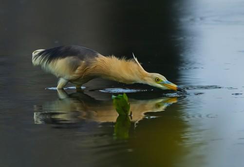 1亿像素生态摄影的魅力 富士GFX100 II相机+GF500mmF5.6镜头拍鸟体验